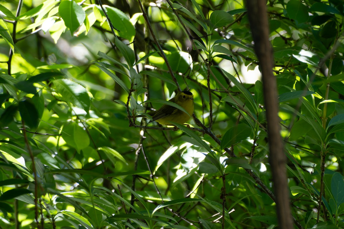 Wilson's Warbler - ML635233985
