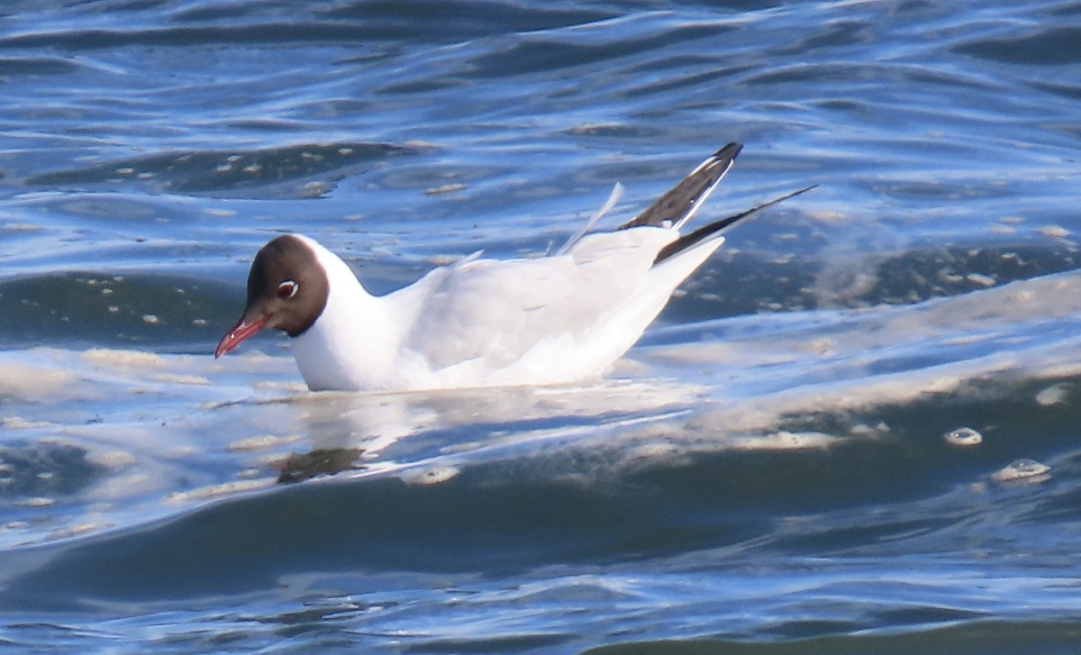 Antxeta mokogorria - ML635233995