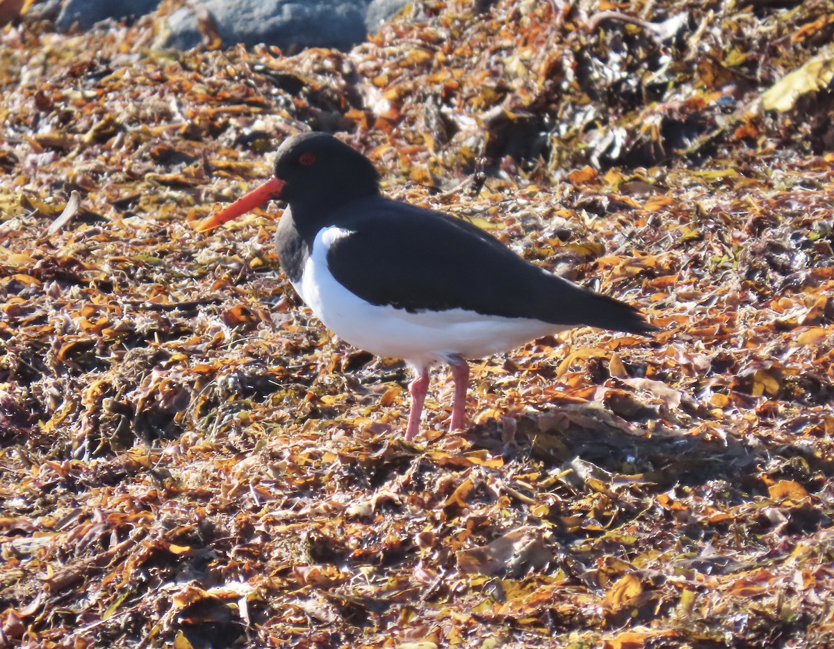 Itsas mika eurasiarra - ML635234001