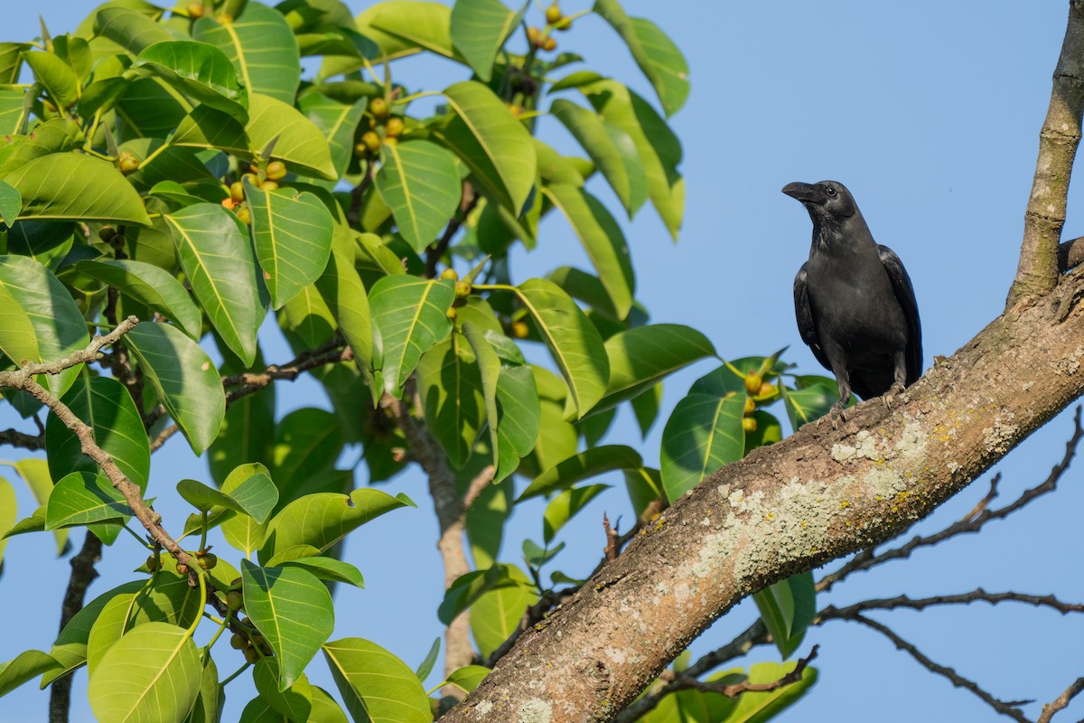 House Crow - ML635234007