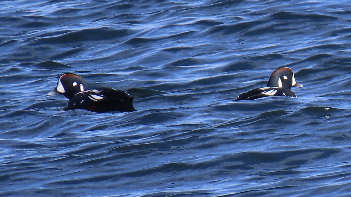 Ahate arlekina - ML635234009