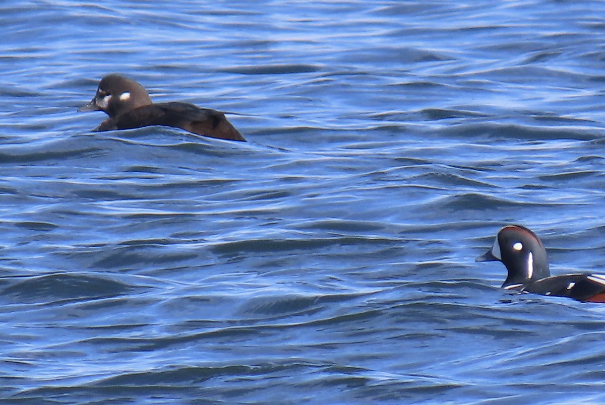 Ahate arlekina - ML635234010