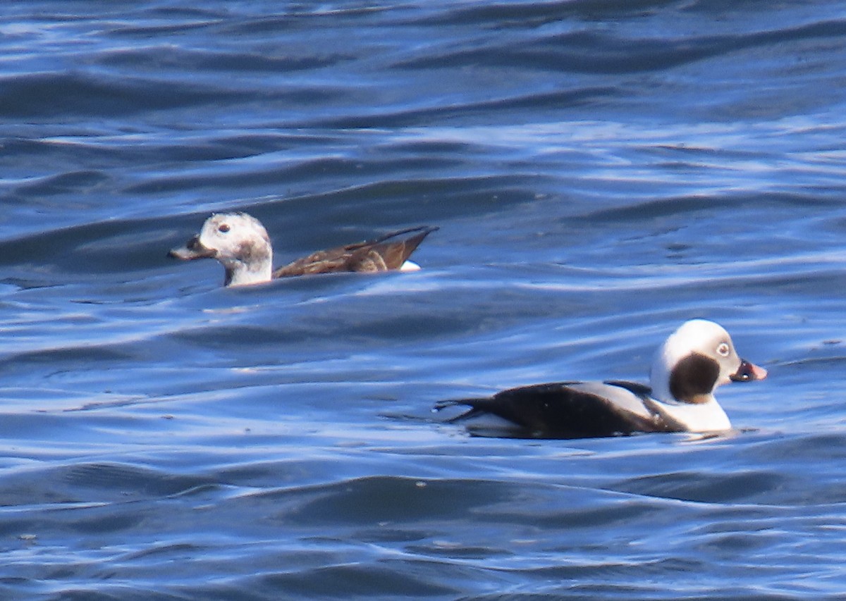 Izotz-ahatea - ML635234018