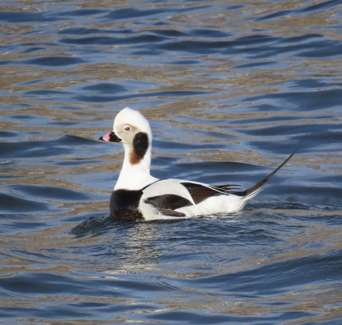 Izotz-ahatea - ML635234019