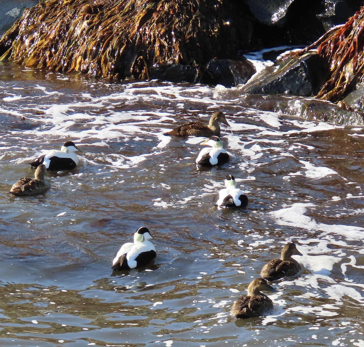 Eider arrunta - ML635234027