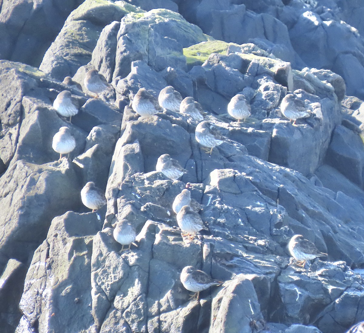 Txirri iluna - ML635234032