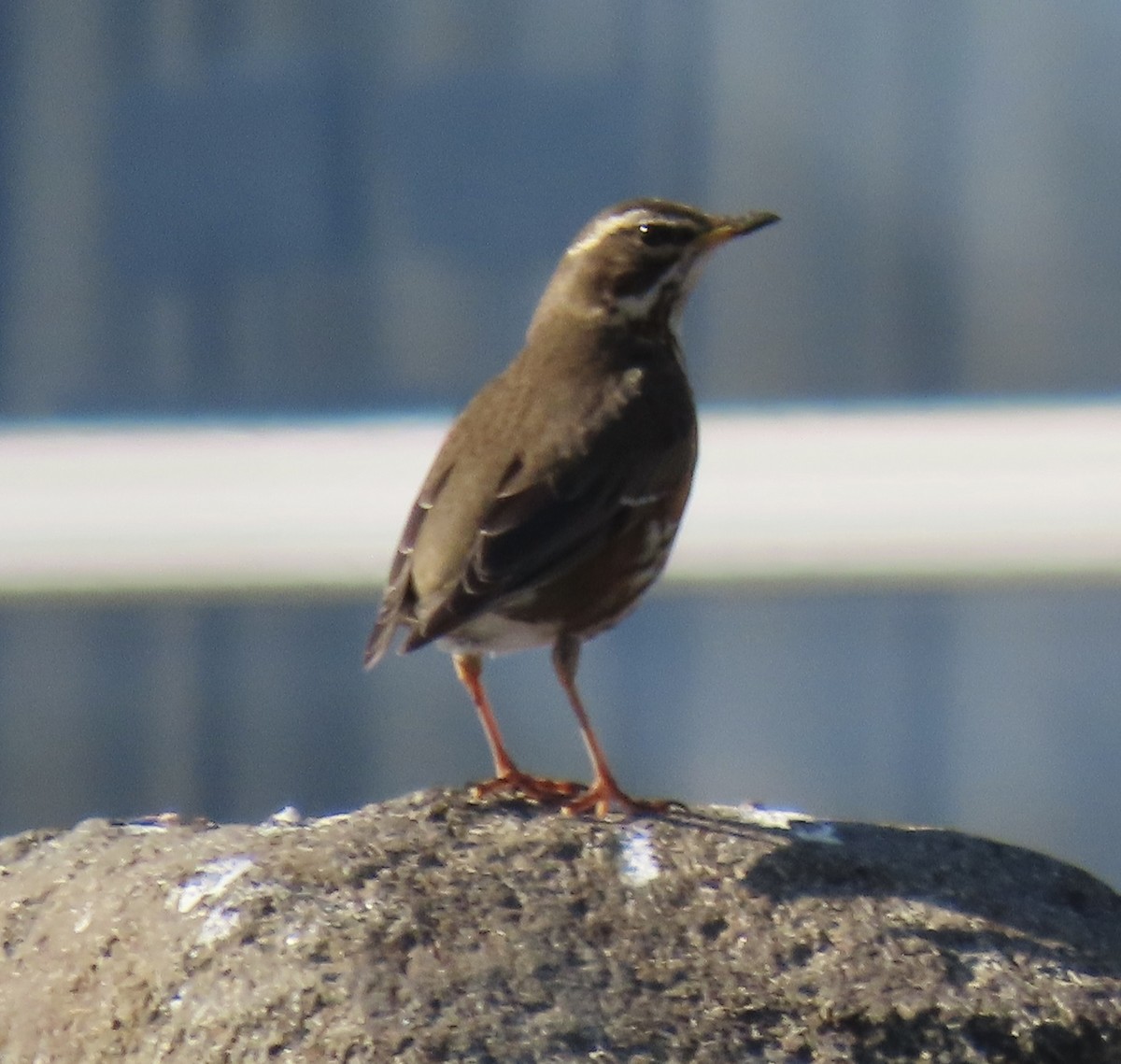 Birigarro txikia - ML635234036