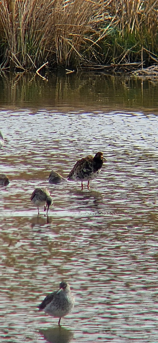 Ruff - ML635234042