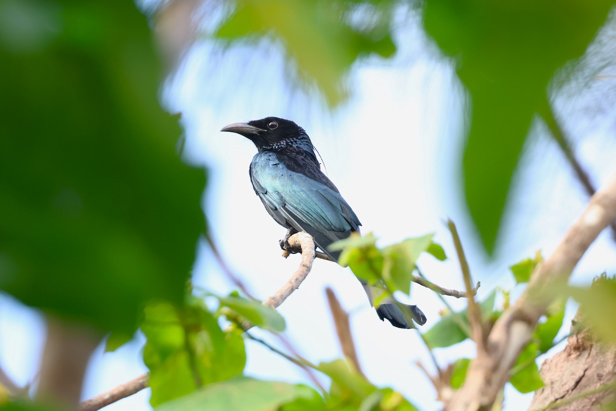 Hair-crested Drongo - ML635234081
