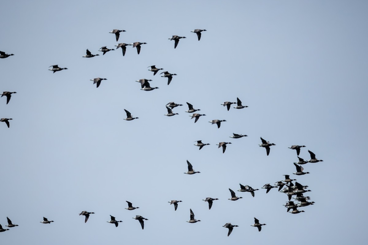 Brant - ML635234213