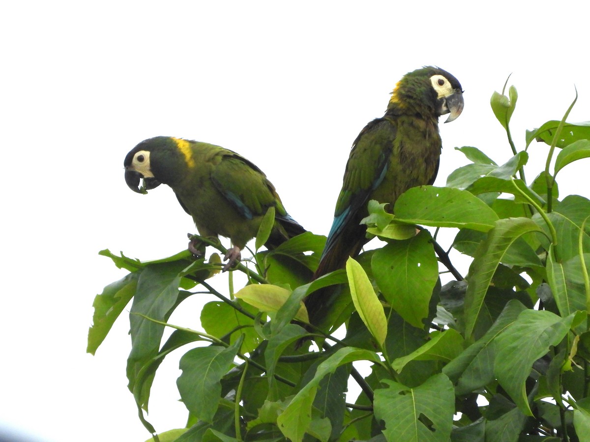 Yellow-collared Macaw - ML635234219