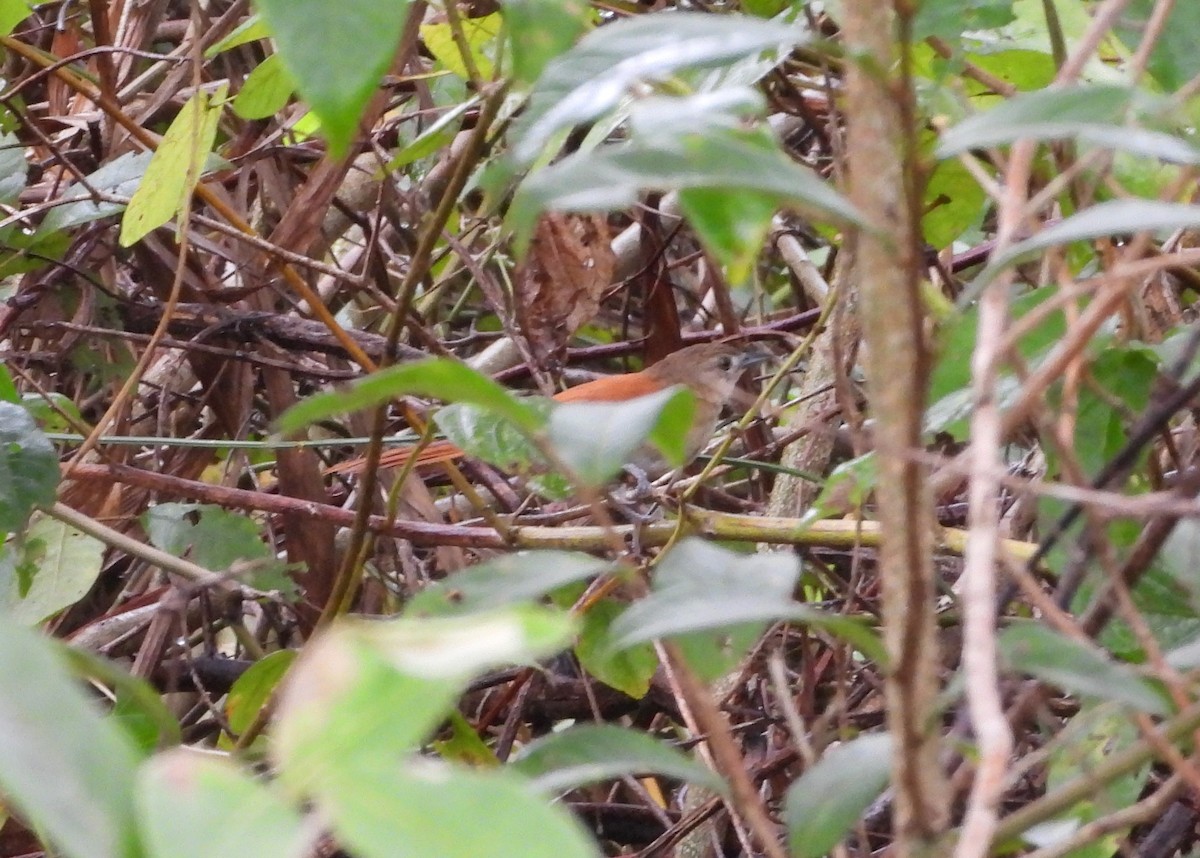 Araguaia Spinetail - ML635234280