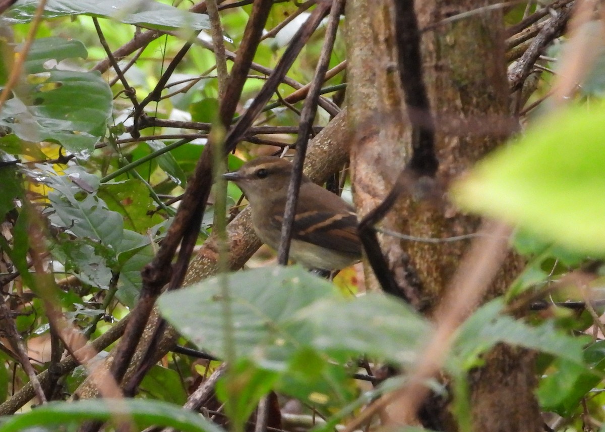 Fuscous Flycatcher - ML635234282