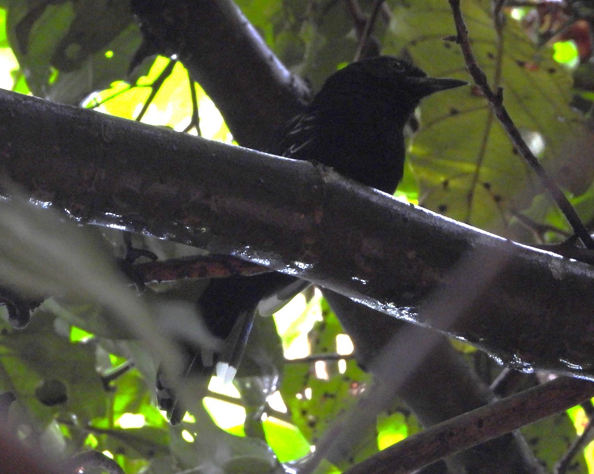 Bananal Antbird - ML635234302