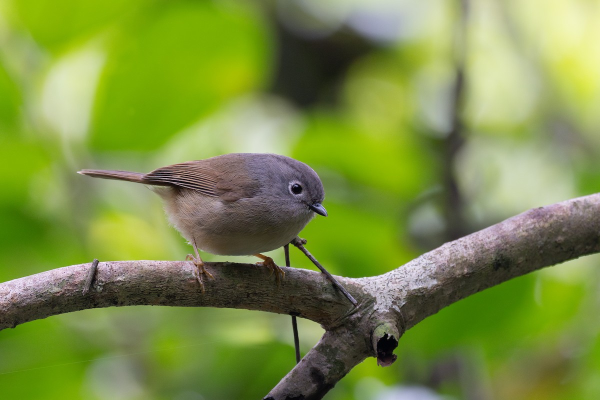 Huet's Fulvetta - ML635234336