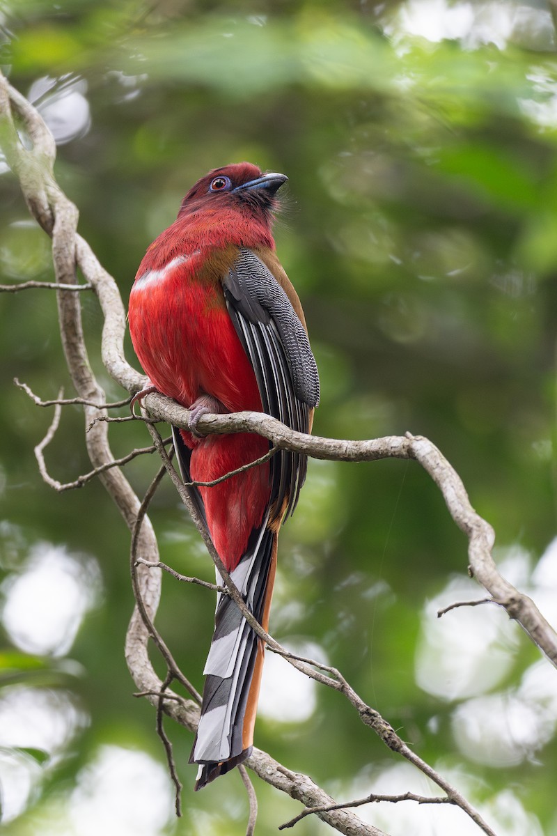 Red-headed Trogon - ML635234361