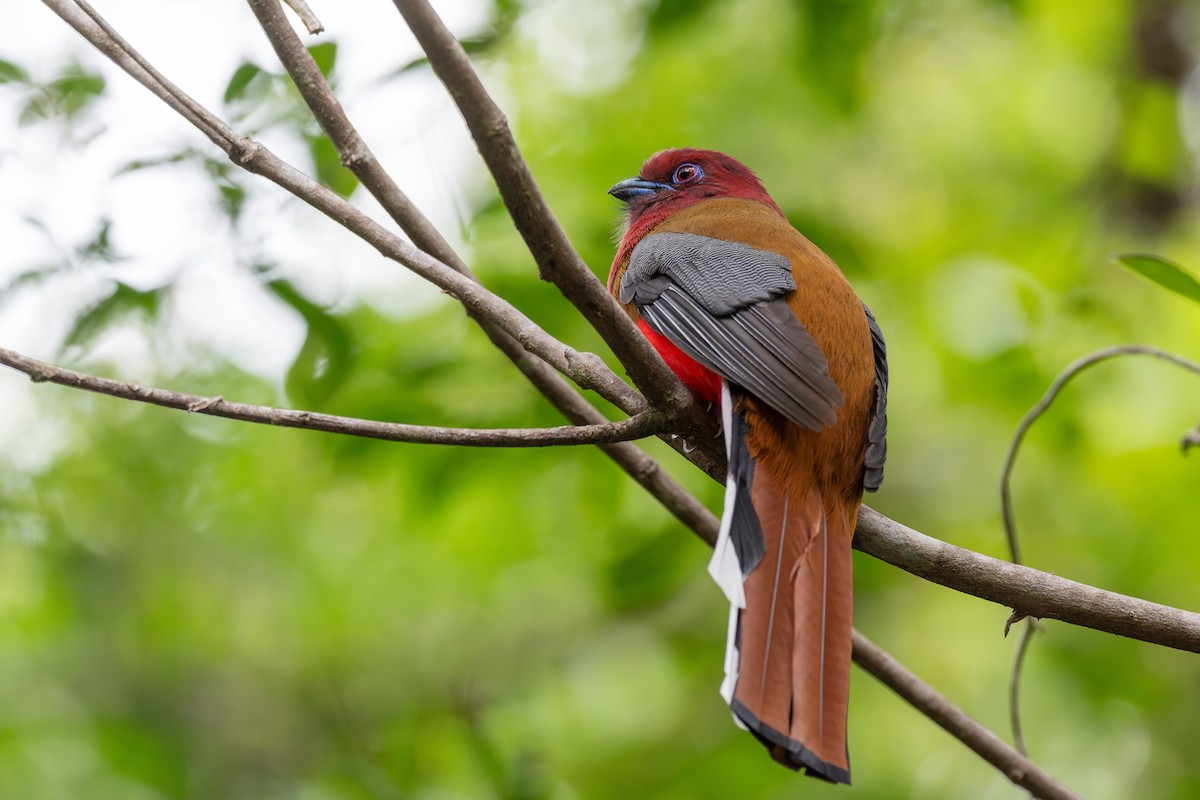 Red-headed Trogon - ML635234362