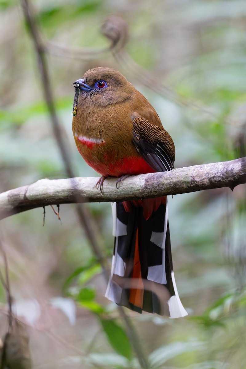 Red-headed Trogon - ML635234363