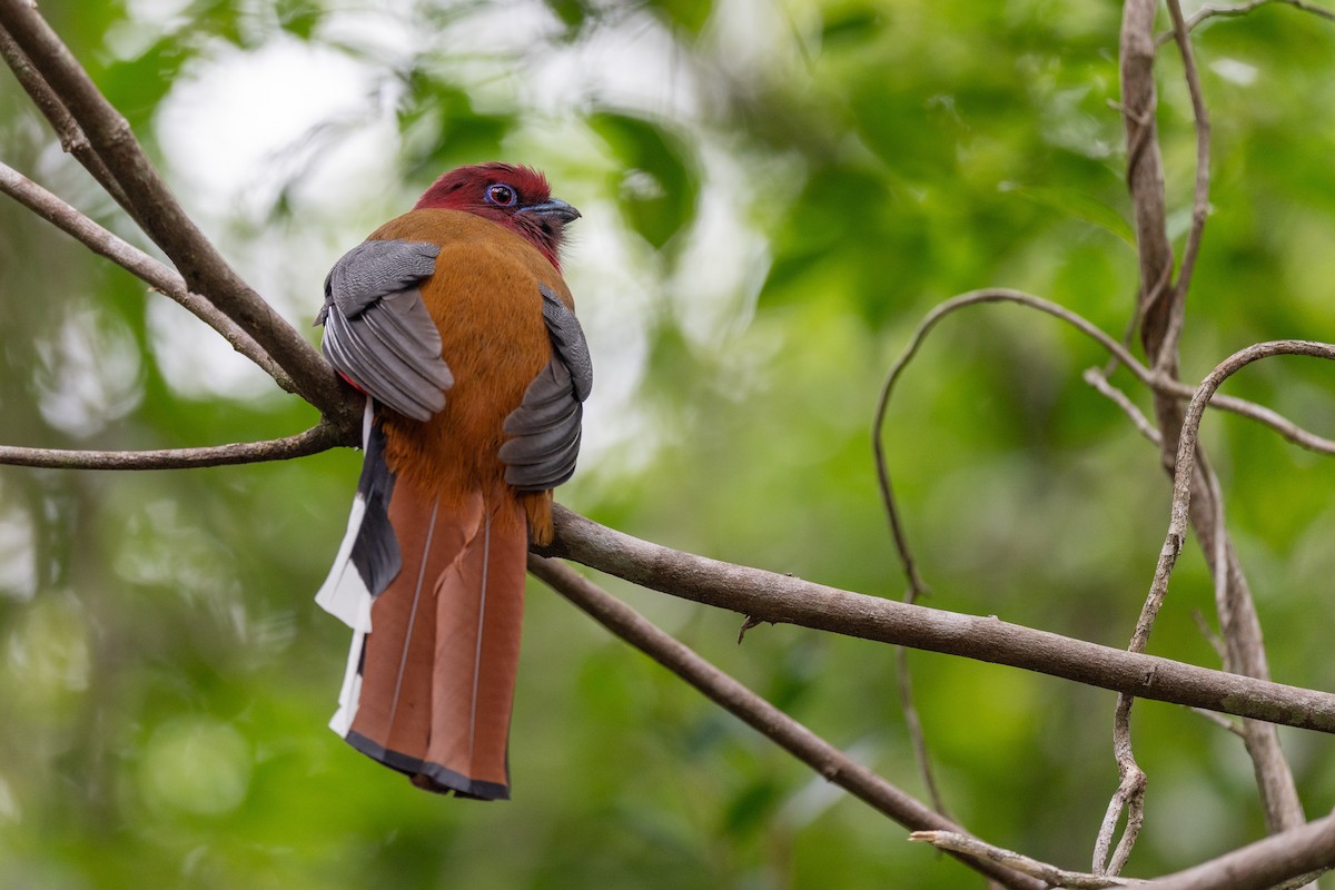 Red-headed Trogon - ML635234364