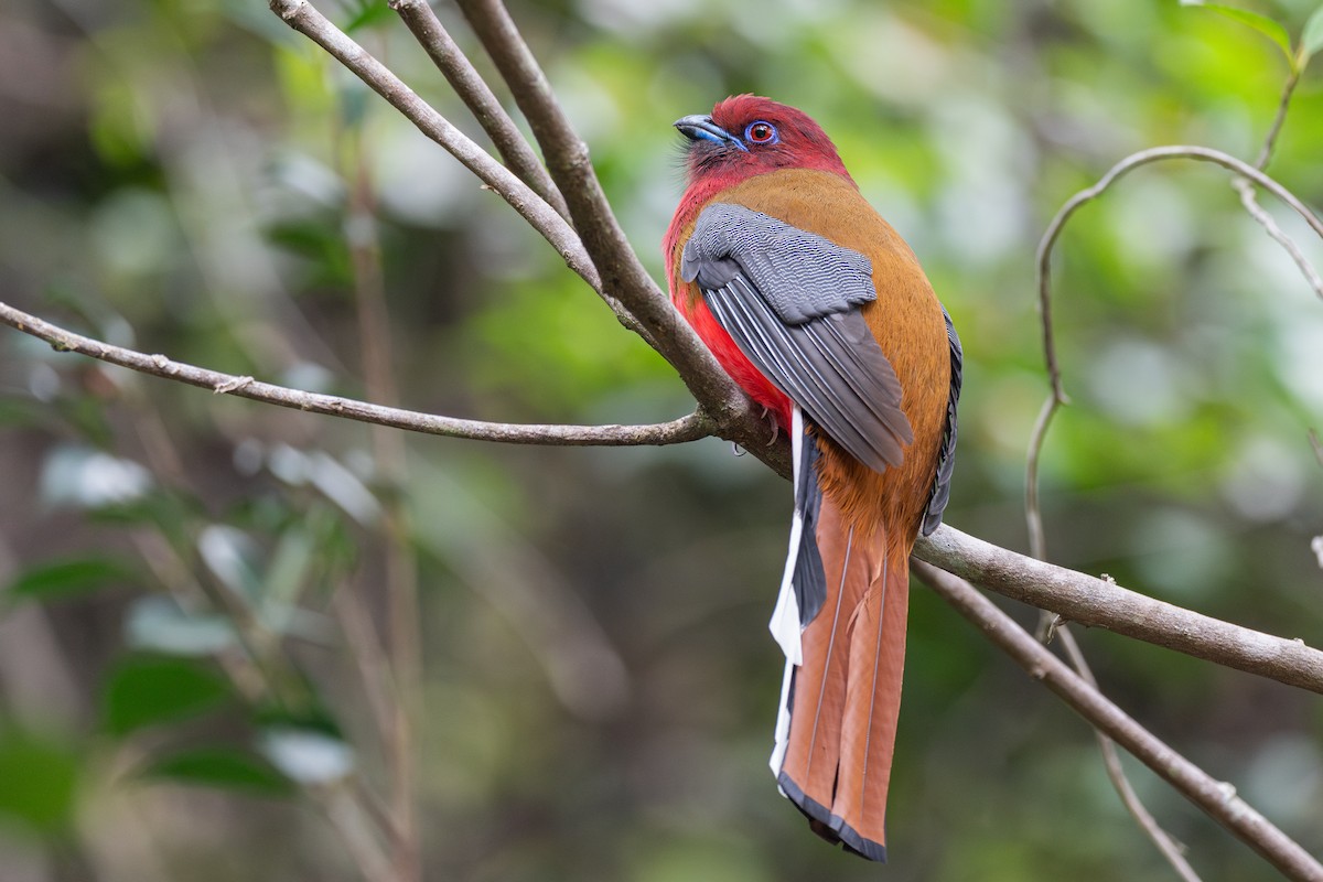 Red-headed Trogon - ML635234365