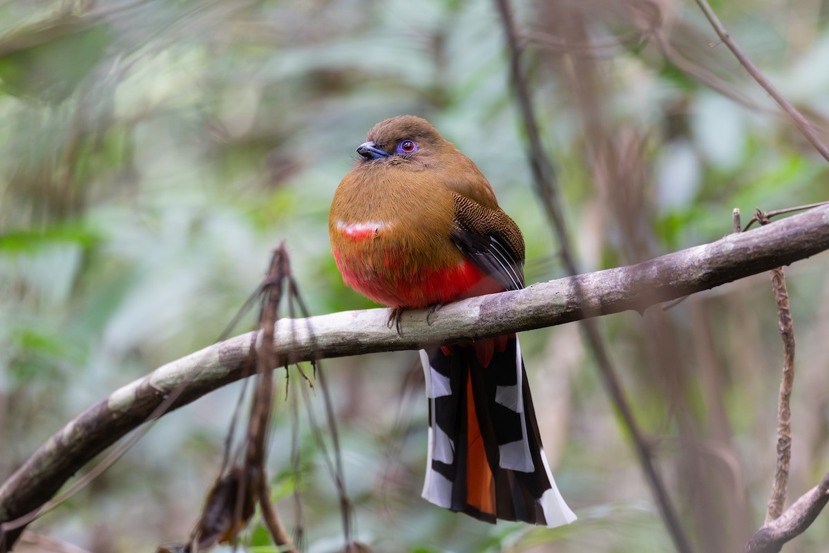 Red-headed Trogon - ML635234366