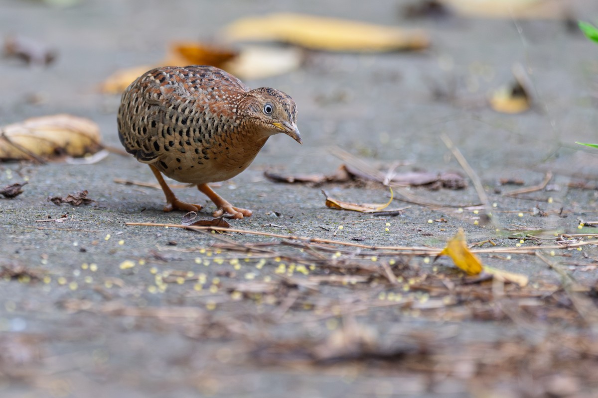 Yellow-legged Buttonquail - ML635234380