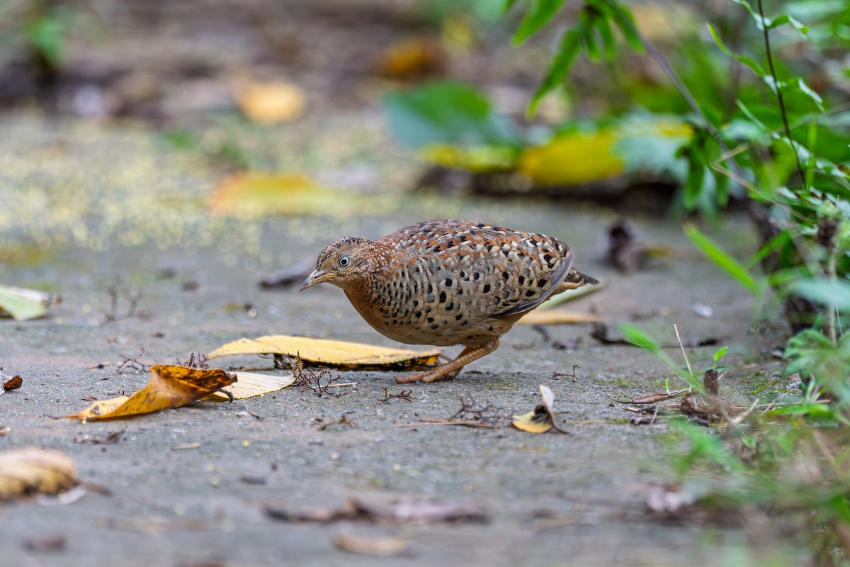 Yellow-legged Buttonquail - ML635234381