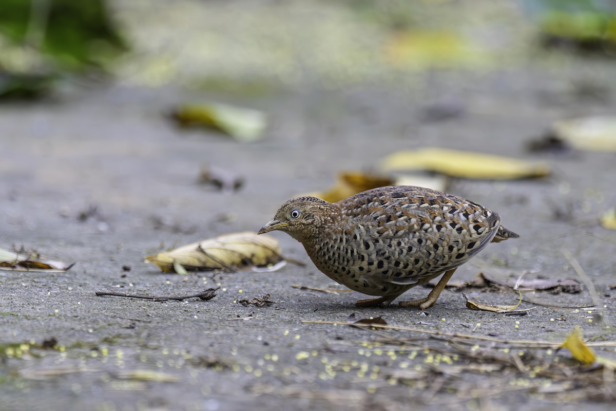 Yellow-legged Buttonquail - ML635234382
