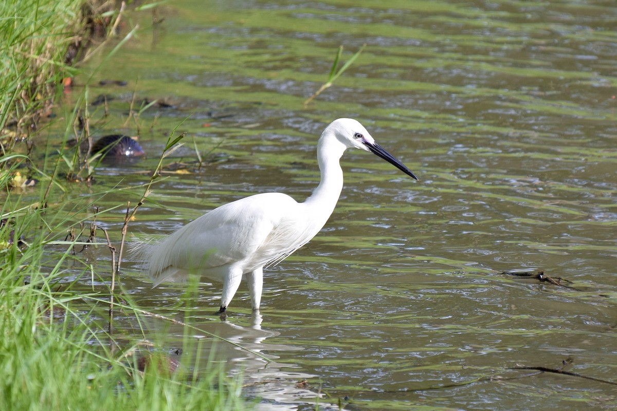 Хурган дэглий - ML635234412