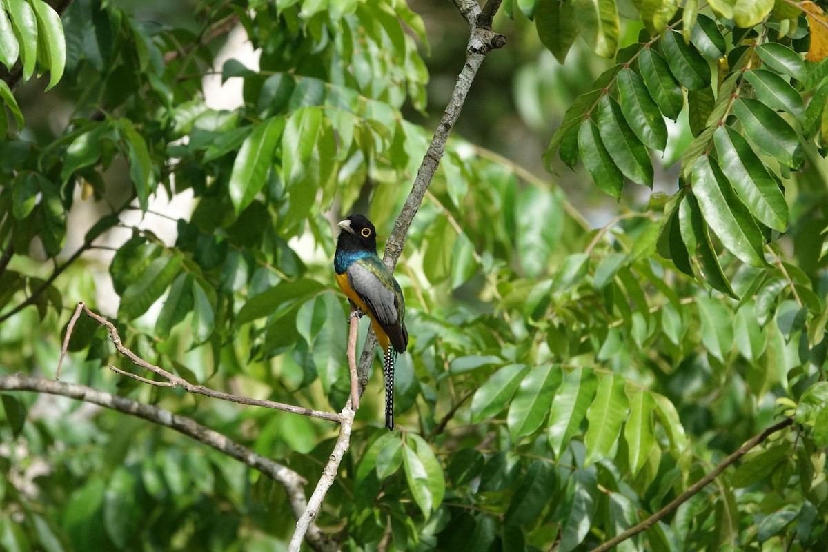 Gartered Trogon - ML635234416