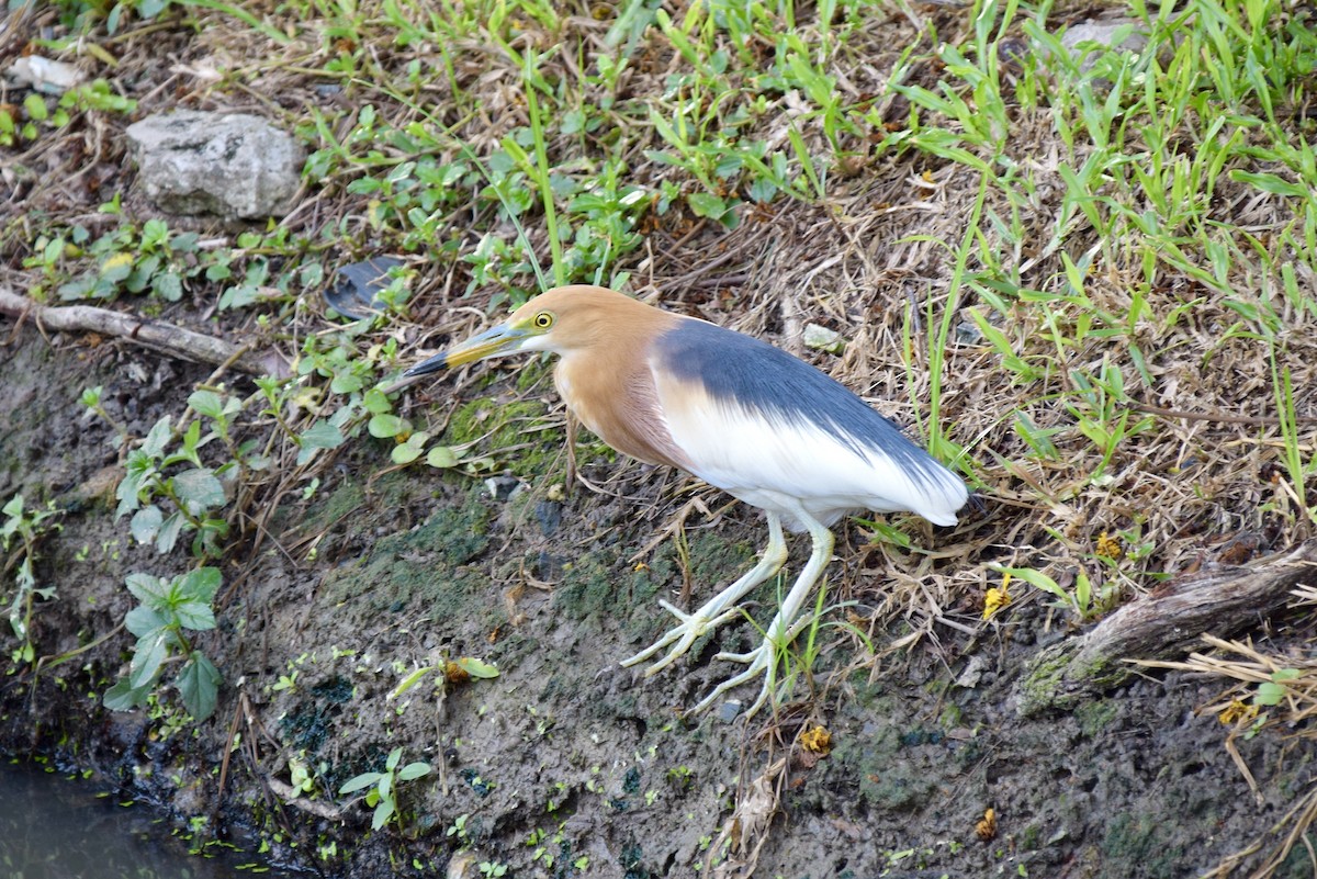 Javan Pond-Heron - ML635234417