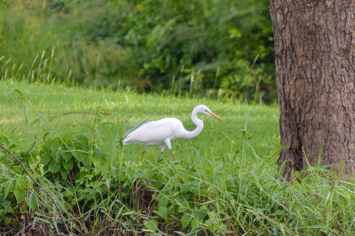 Цасч дэглий - ML635234422