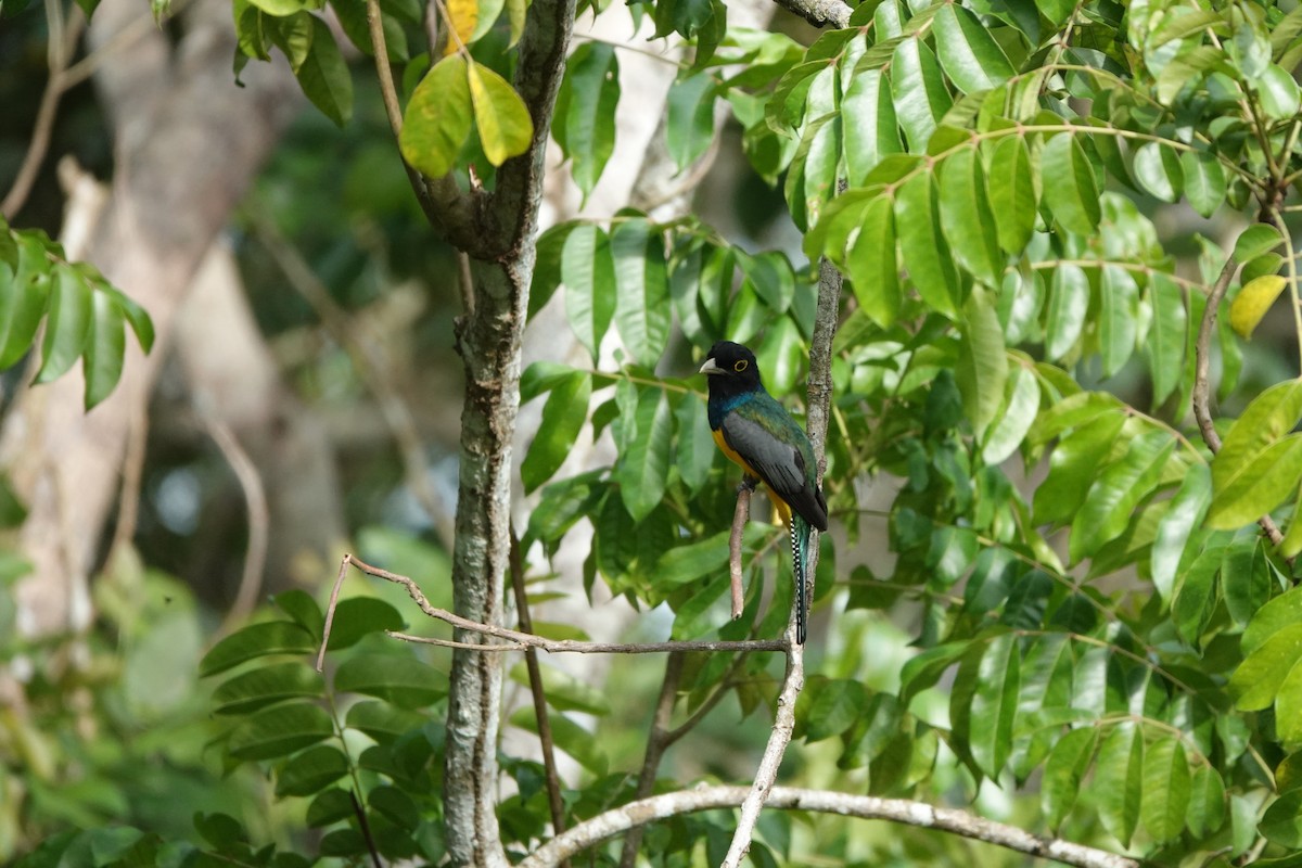 Gartered Trogon - ML635234423