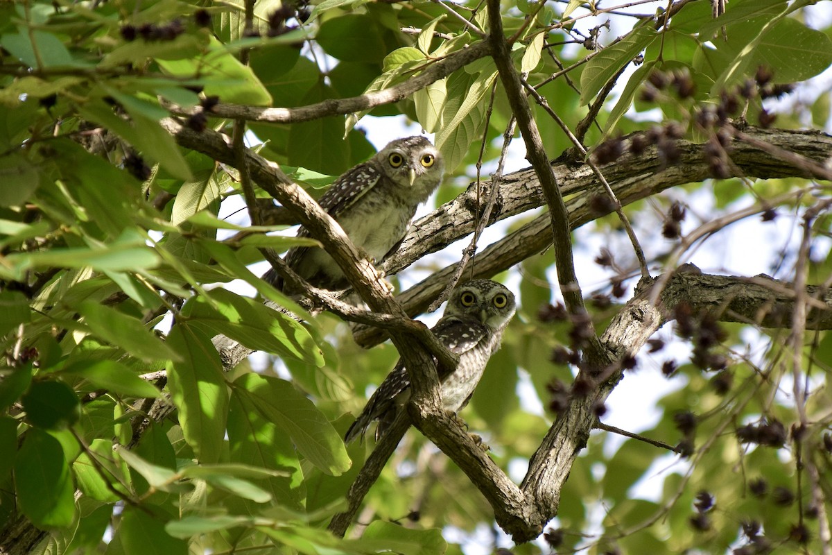 Spotted Owlet - ML635234424