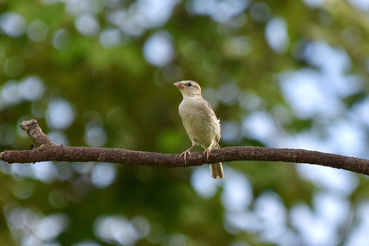 Оронгийн бор шувуу - ML635234435