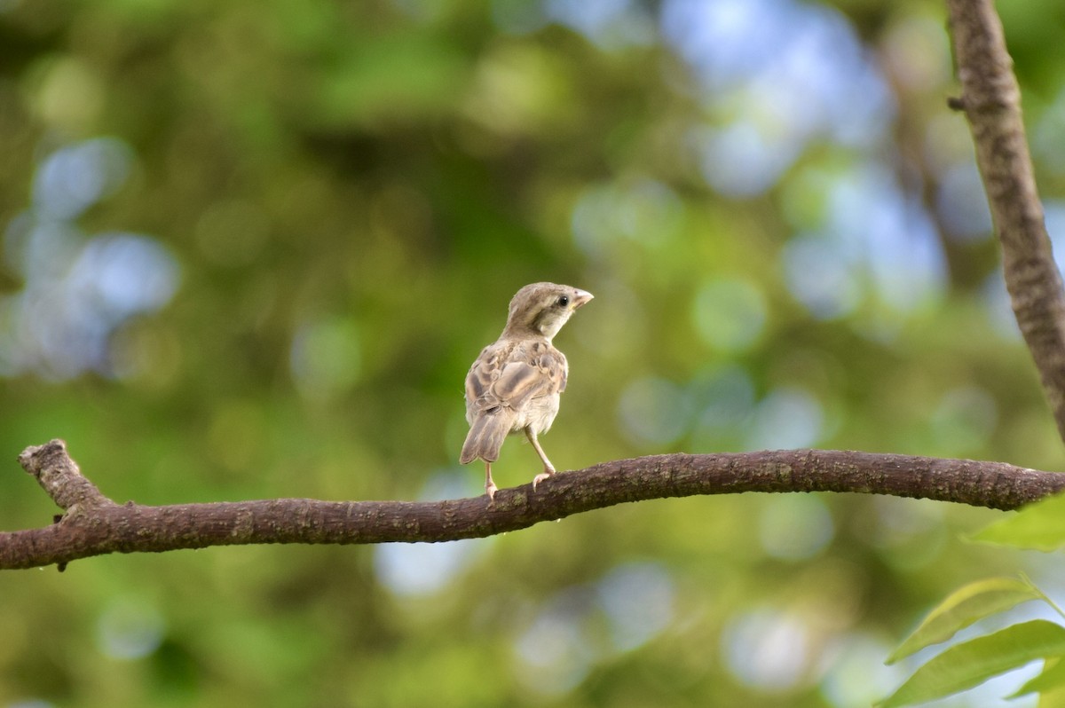 Оронгийн бор шувуу - ML635234436