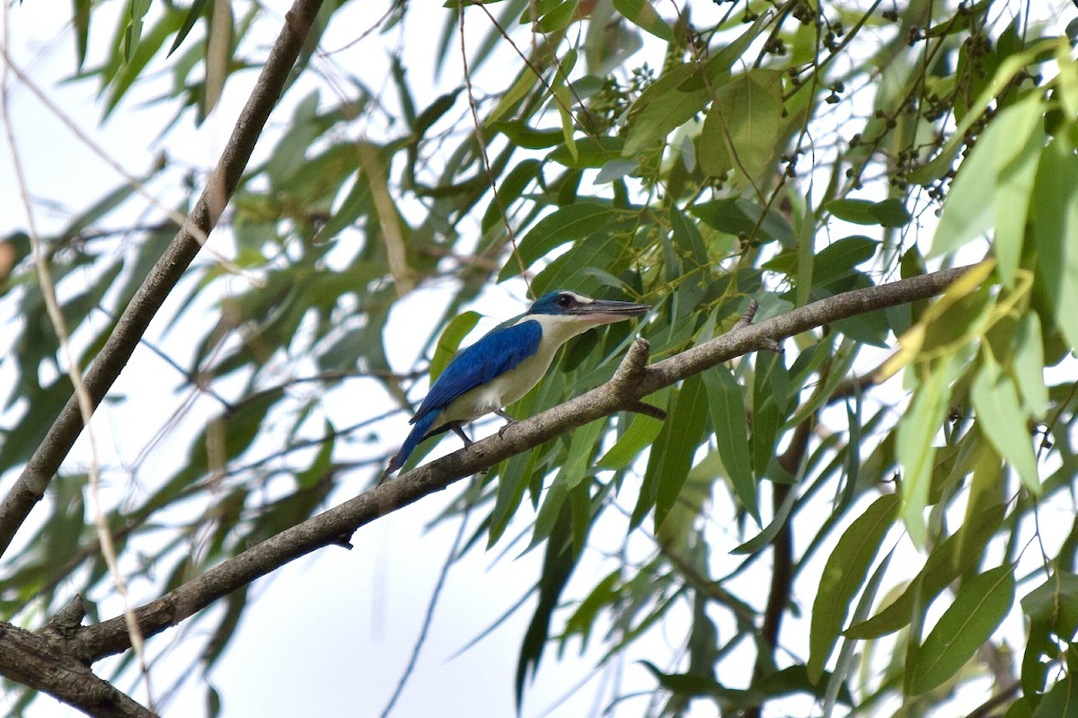 Collared Kingfisher - ML635234440