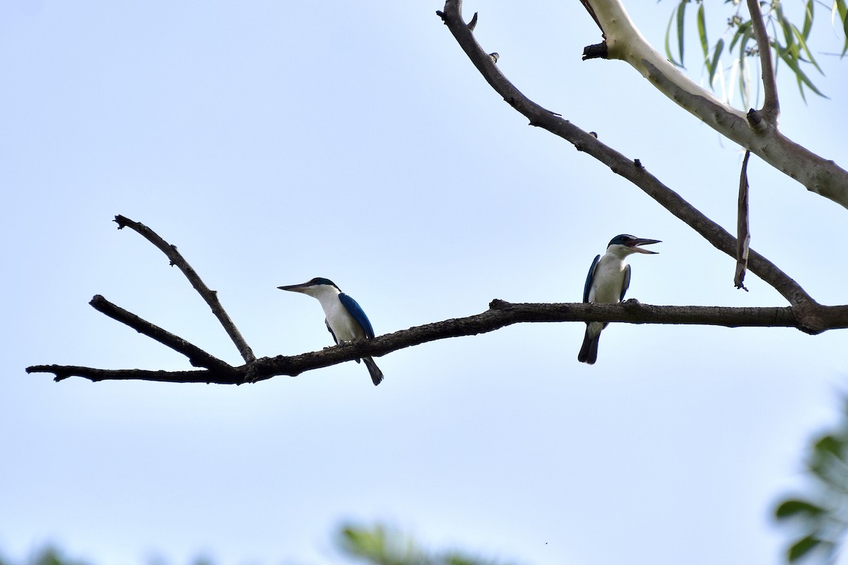 Collared Kingfisher - ML635234441