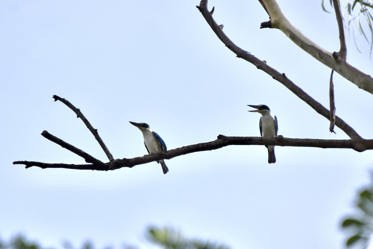 Collared Kingfisher - ML635234535
