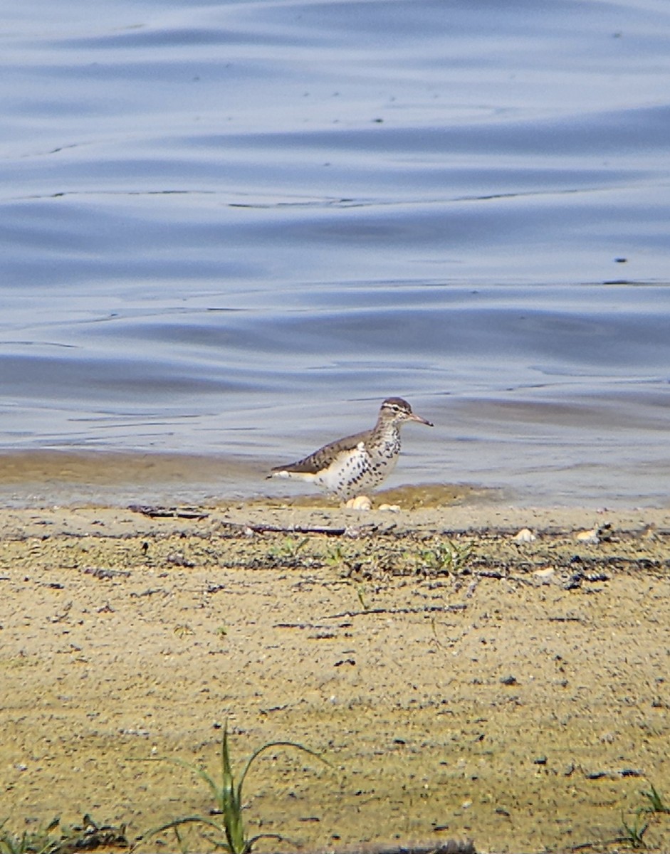 Spotted Sandpiper - ML635234562