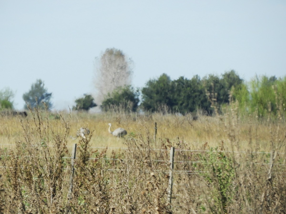 Ñandú Común - ML635234585