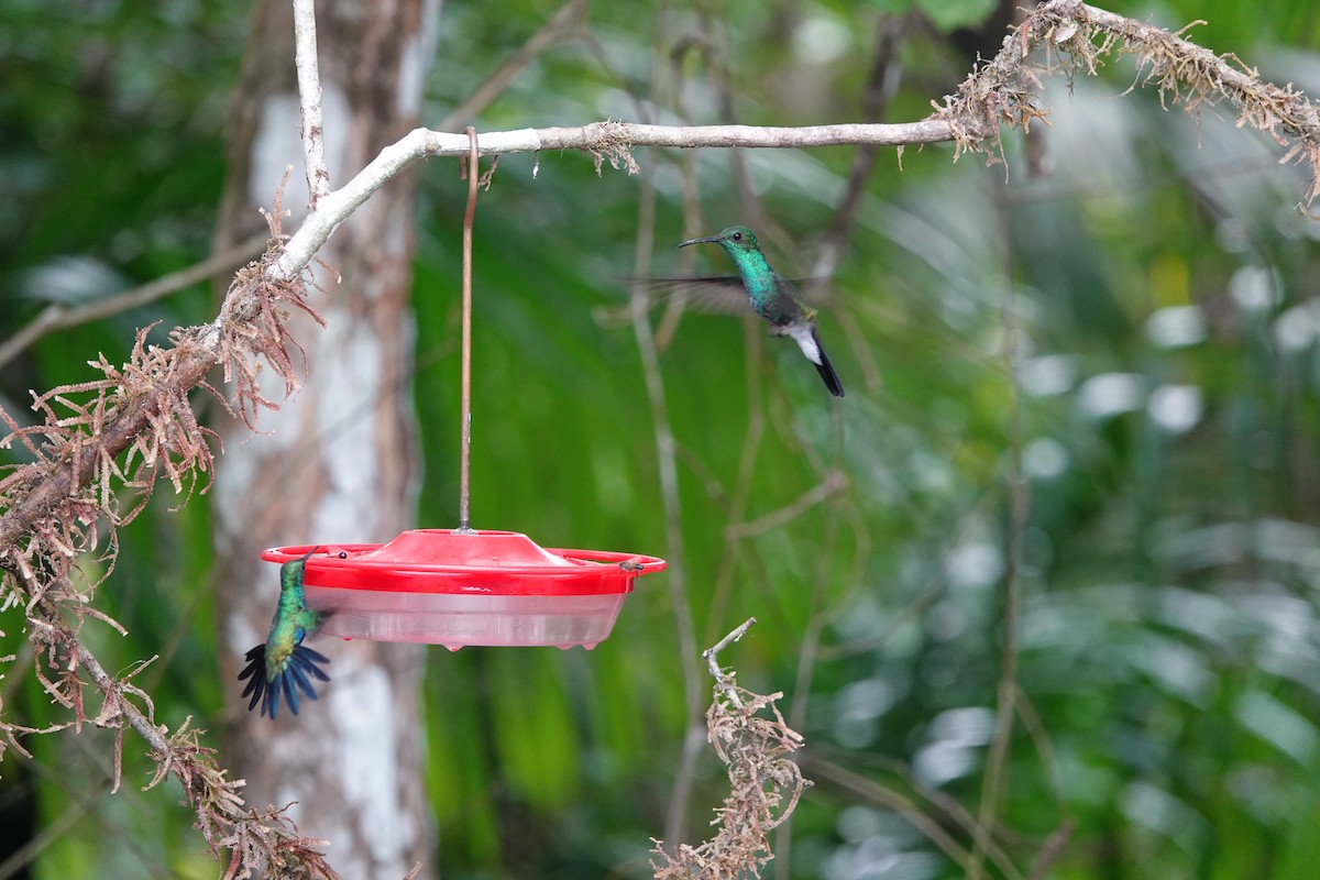Colibri de Buffon - ML635234695