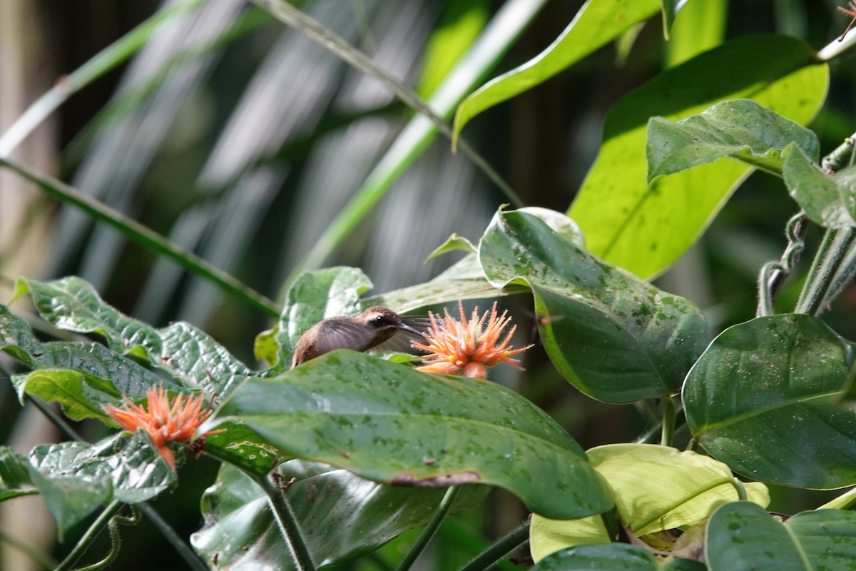 Stripe-throated Hermit - ML635234700