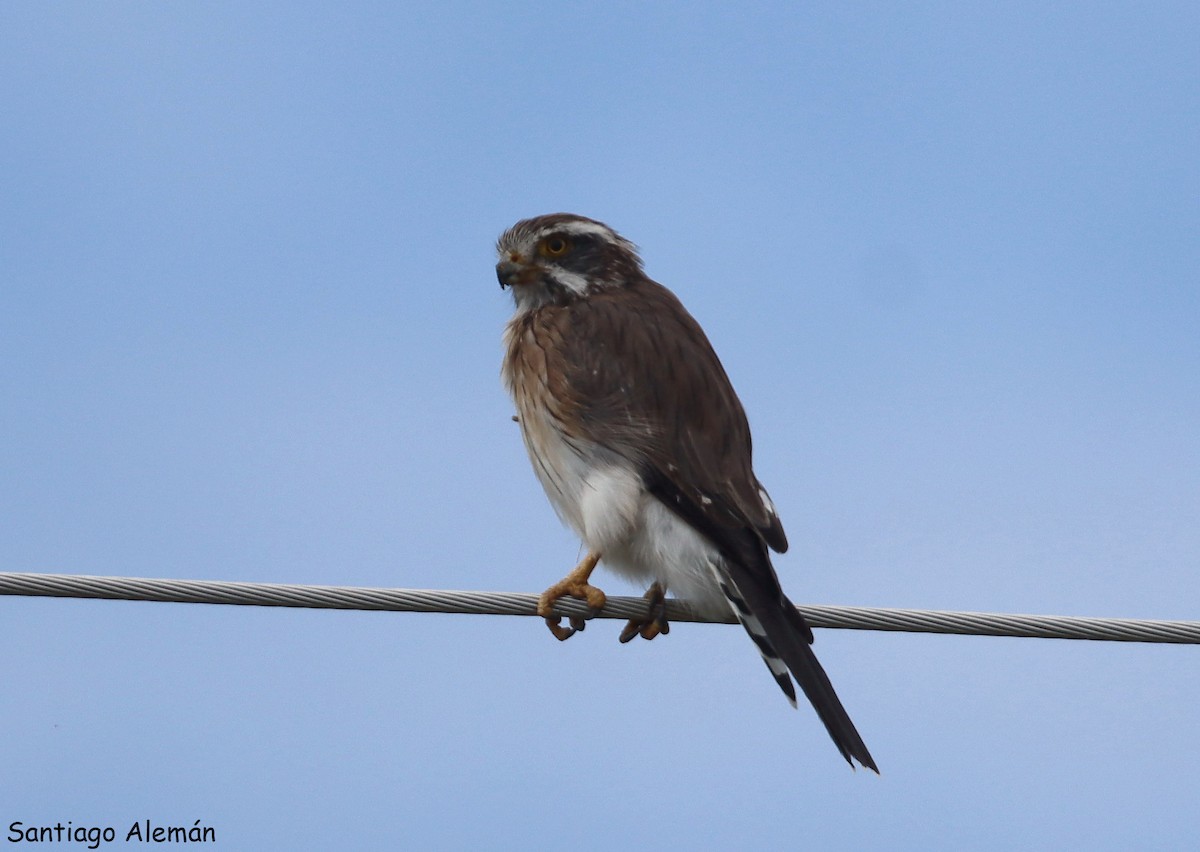 Spot-winged Falconet - ML635234703