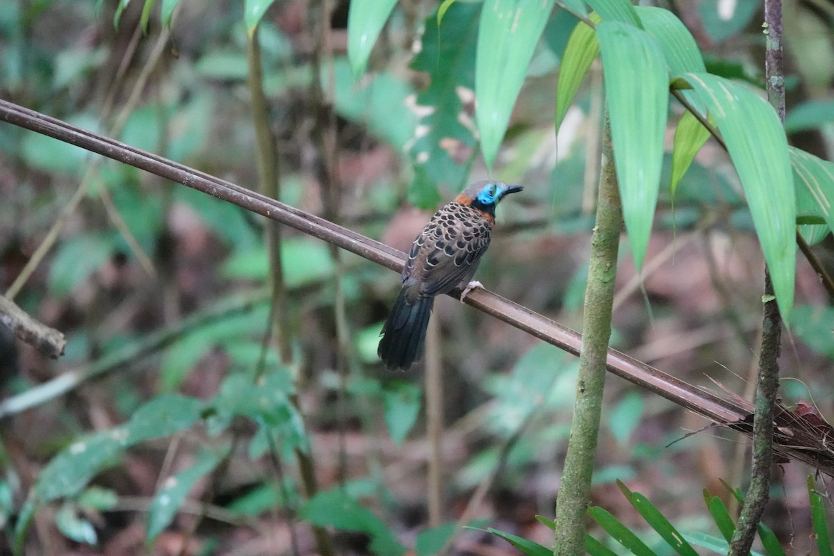 Ocellated Antbird - ML635234721
