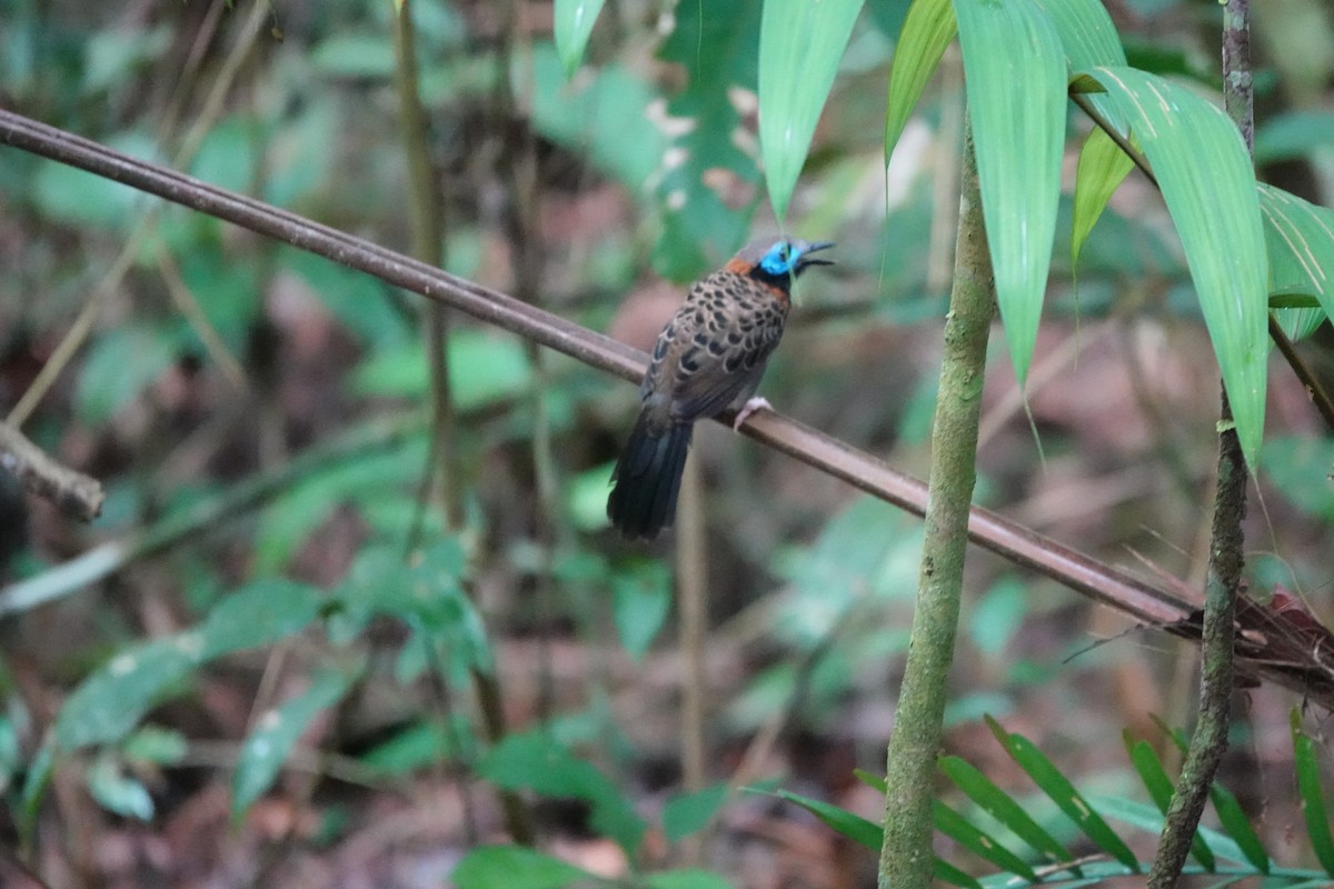 Ocellated Antbird - ML635234730
