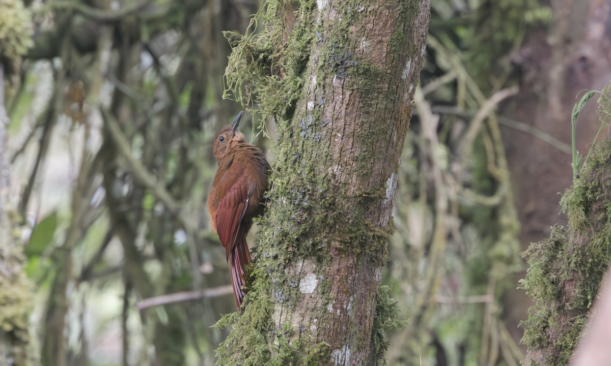 Tyrannine Woodcreeper - ML635234760