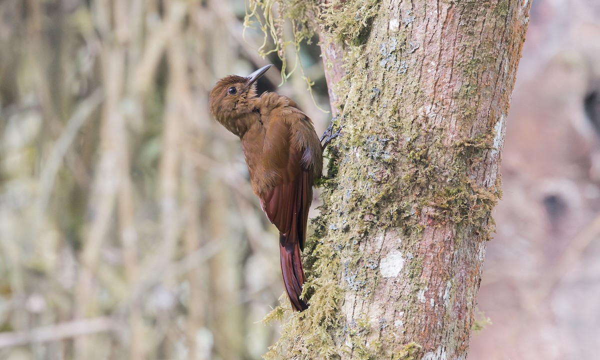 Tyrannine Woodcreeper - ML635234761