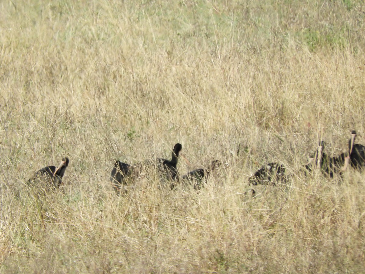 Bare-faced Ibis - ML635234774