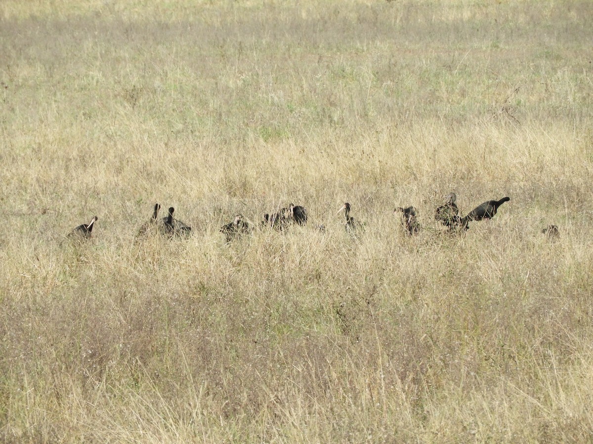 Bare-faced Ibis - ML635234775